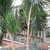 Woody-trunked yucca with tuft of lanceolate leaves