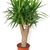 Potted plant, as sold in nurseries, with many head of leaves