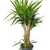 Potted plant, as sold in nurseries, with many head of leaves