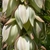 Close-up of white, waxy flowers facing downward.