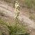 Rosette of spiky leaves with terminal raceme of white flowers.
