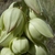 Close-up of the white, waxy flowers that face downward.