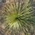 Rosette of narrow, slightly glaucous, pointed leaves.