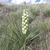 Rosette of spiky leaves with terminal raceme of white flowers.