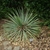 Rosette of narrow, slightly glaucous, pointed leaves.