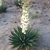 Rosette with stiff leaves & erect panicle of white waxy flowers