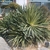 Group of rosettes of stiff leaves & old inflorescences.