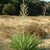 Rosette with stiff leaves & erect panicle of flower buds.