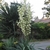 Rosette with lax leaves & erect panicle of white waxy flowers