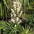 Rosette with stiff leaves & erect panicle of white waxy flowers