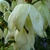 Close-up of white, waxy, pendulous flower.