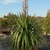 Potted rosette with lax leaves & erect panicle of flower buds.