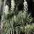 Rosettes with lax leaves & erect panicles of white waxy flowers