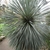 Spherical tuft of silvery blue, narrow leaves.