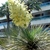 Terminal, dense panicle of waxy, white flowers.