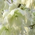 White, 6-tepal flowers, pendulous, in large panicles.