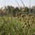 Scirpus lacustris