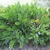 Clump of pinnate leaves emerging in all directions.
