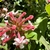 Clusters of pink buds and white trumpet-shaped flowers
