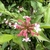 Clusters of pink buds and white trumpet-shaped flowers