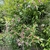 Clusters of pink buds and white trumpet-shaped flowers