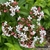 Clusters of pink buds and white trumpet-shaped flowers