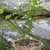 Potted plant with cluster of fern-like, pinnate leaves.
