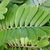 Pinnate leaf with stiff, broad leaflets.