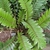 Plant with cluster of stiff, fern-like, pinnate leaves.
