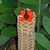 Cone with tip broken off to reveal bright red, large seeds.