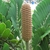 Female cone