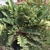 Cluster of stiff, fern-like, pinnate leaves.