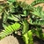 small plant with stiff, broad leaflets.