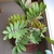 Potted plant with cluster of stiff, fern-like, pinnate leaves.