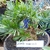 Fern-like plant in a pot. Leaves are pinnate.