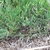 Mass of pinnate leaves emerging from ground level