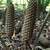 Erect, corn-cob-like cones.