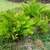Fern-like clumps of low plants used as groundcover.