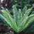 Rosette plant with fern like leaves.