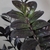 New leaves emerge lime green and darken as they age.