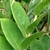 Close-up of midsection of pinnate leaf showing leaflets.