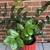 Potted plant with shiny, pinnate leaves like a Zamia cycad.