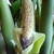 Spathe & spadix on a short stalk among the petiole bases.