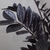 Shiny, pinnate, dark green almost black leaves.