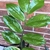 Pinnate leaf with shiny, broad leaflets.