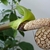 Spathe & spadix. Inset shows magnified spadix & tiny flowers.