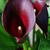 Zantedeschia