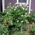 Large, arrow-shaped leaves & white spathes borne above leaves