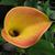 Zantedeschia