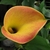Close-up of the spathe: yellow suffused with pink.